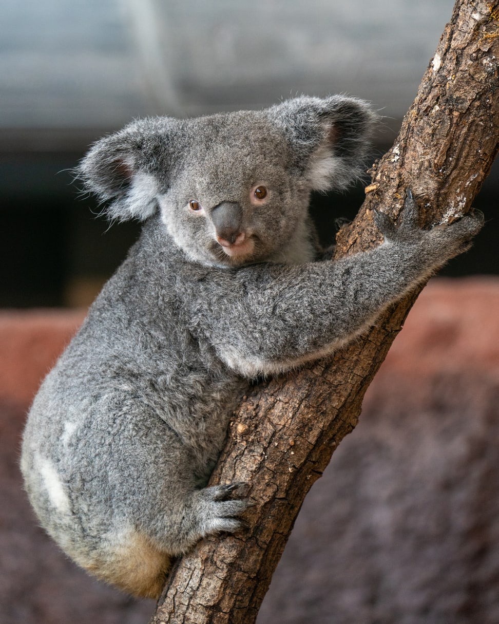 Koalaweibchen Pippa im Zoo Zürich.