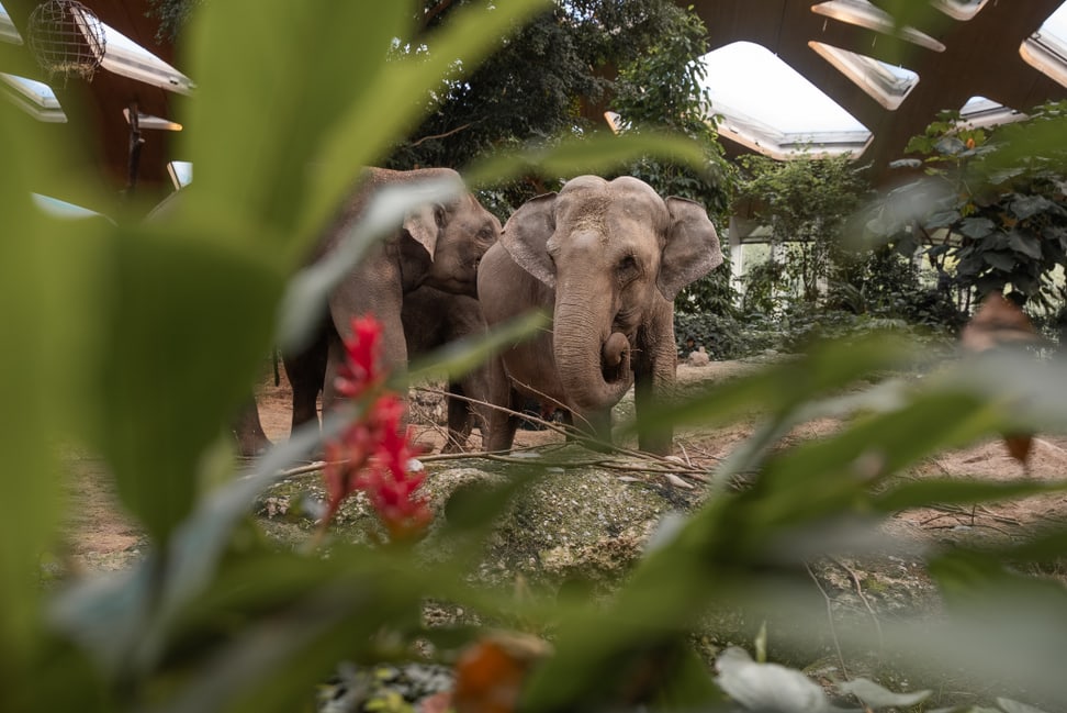 Asiatischer Elefant Indi im Kaeng Krachan Elefantenpark des Zoo Zürich.
