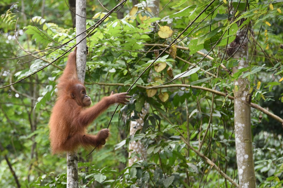 Sumatra-Orang-Utan beim Klettertraining in der Regenwaldschule; Batu Mbelin; SOCP; Sumatra.