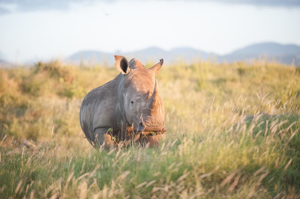 Nashorn im Lewa Wildlife Conservancy, Kenia. 