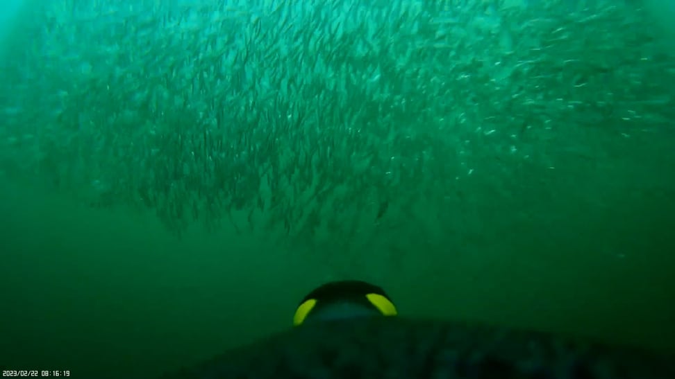 Ein Feuerland-Königspinguin beim Tauchgang (Unterwasserkamera).