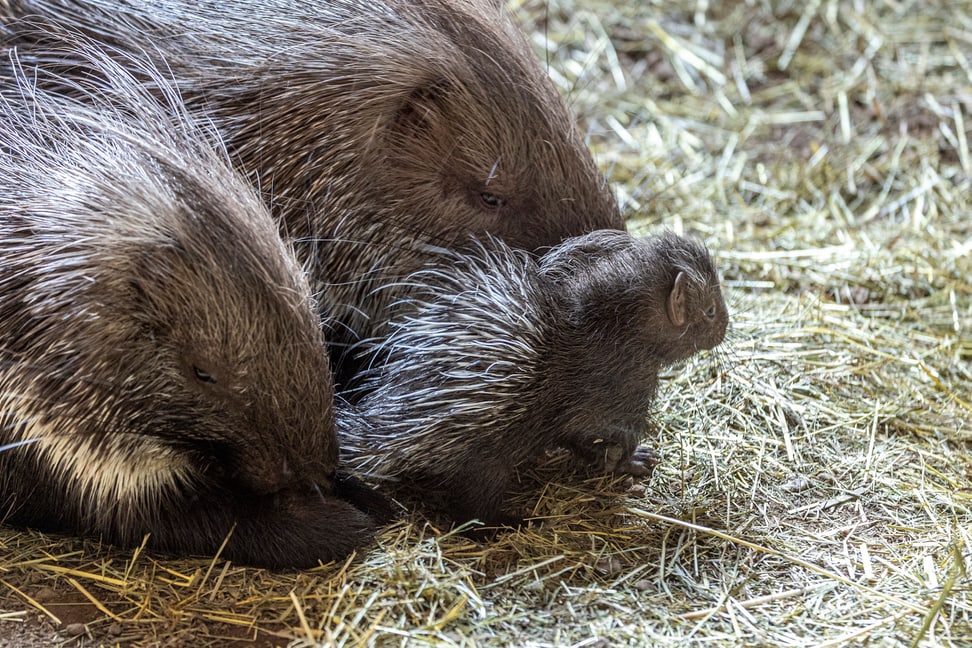 Stachelschweine mit Jungtier im Zoo Zürich. 