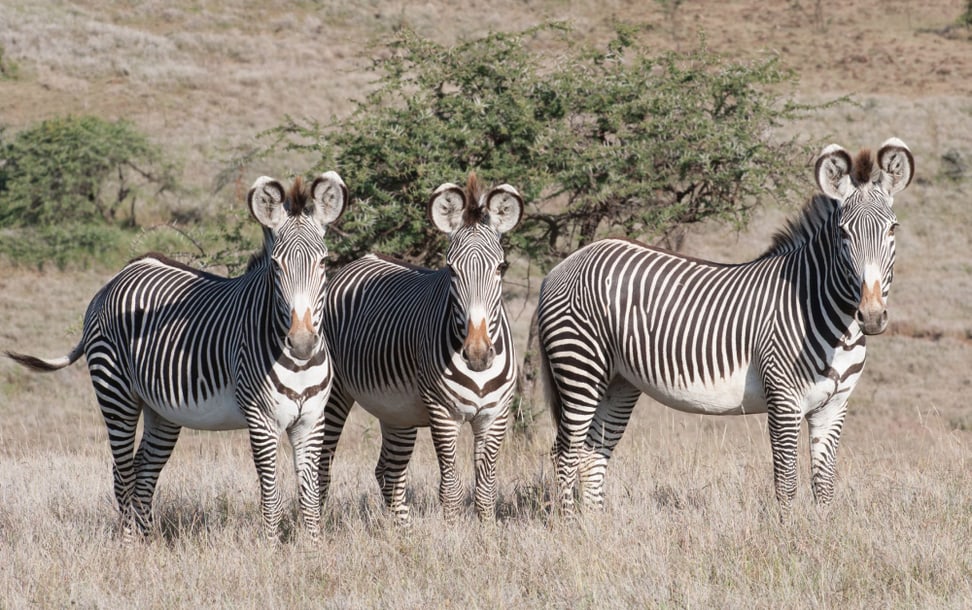 Foto: Zoo Zürich, Martin Bucher Grevyzebras in der Lewa Wildlife Conservancy in Kenia.