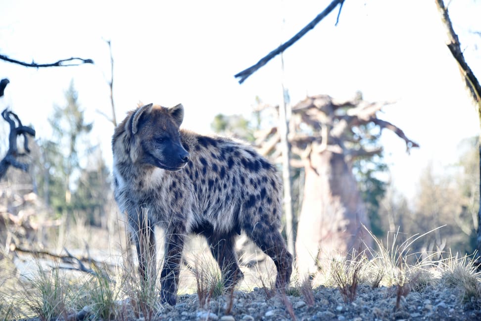 Foto: Zoo Zürich, Robert Zingg Tüpfelhyäne in der Lewa Savanne.