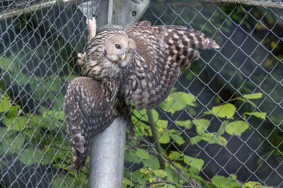 Habichtskauz im Zoo Zürich.