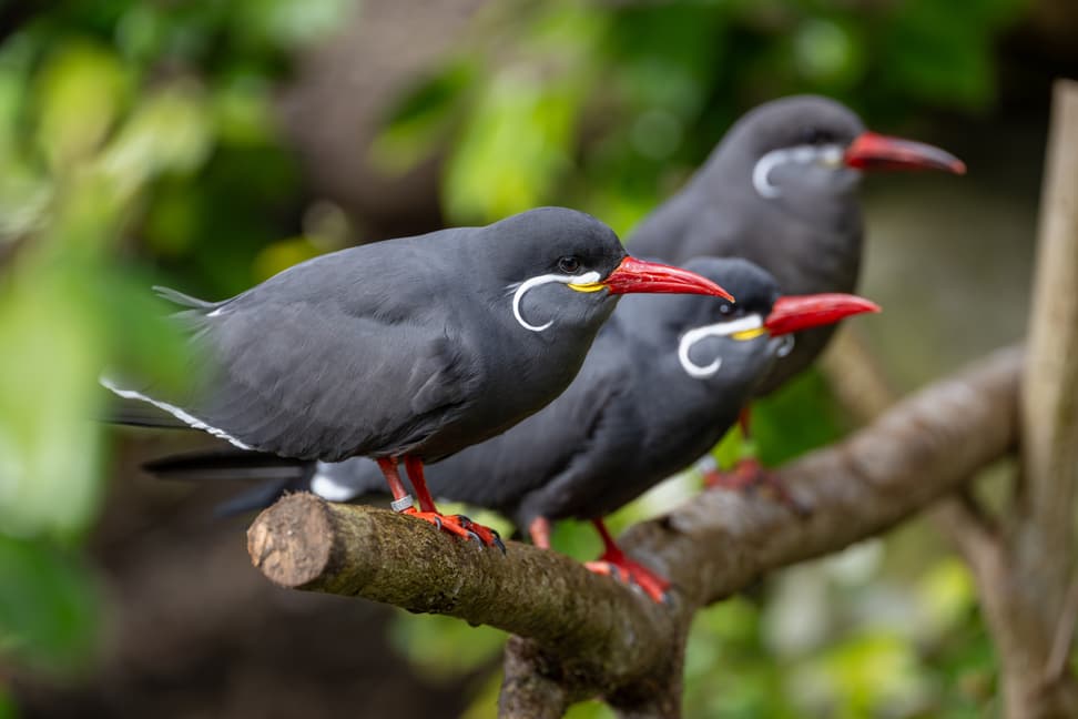 Inkaseeschwalben im Zoo Zürich.