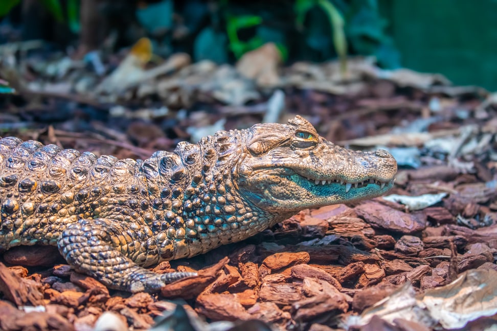 Breitschnauzenkaiman im Exotarium des Zoo Zürich.