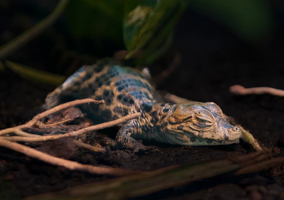 Foto: Zoo Zürich, Peter Bolliger Junger Breitschnauzenkaiman im Zoo Zürich.