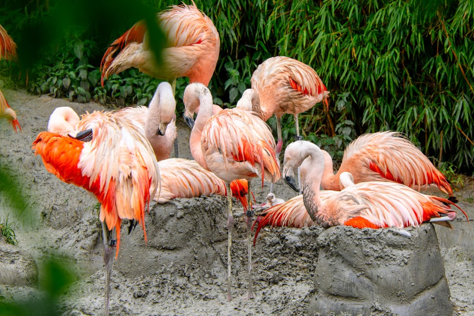 Flamingo-Küken umringt von der Kolonie. 