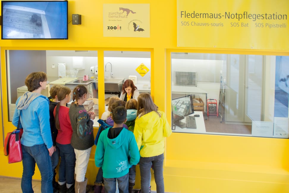 Foto: Stiftung Fledermausschutz Fledermaus-Notfplegestation im Zoo Zürich.