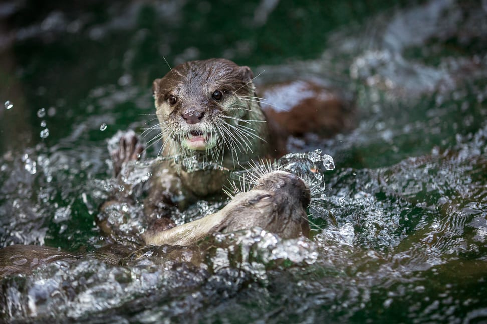 European otters