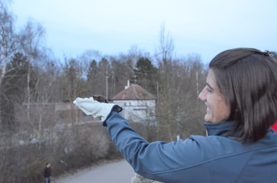 Fledermaus wird in die Natur zurück entlassen.