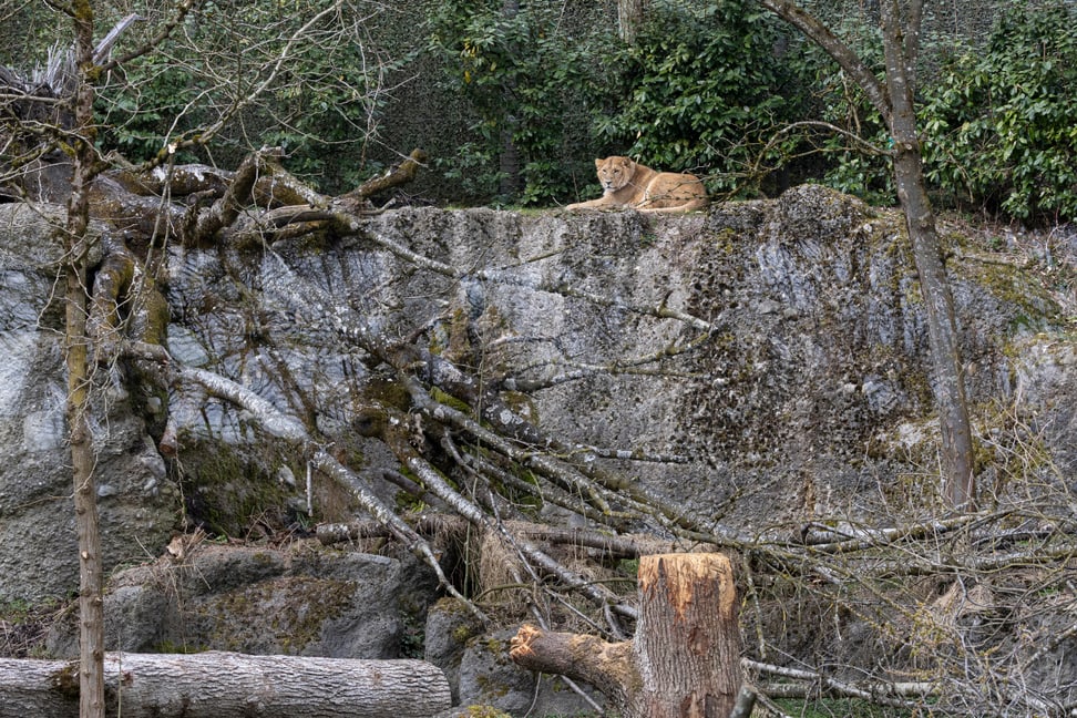 Asiatischer Löwe in Panthera im Zoo Zürich, März 2025.