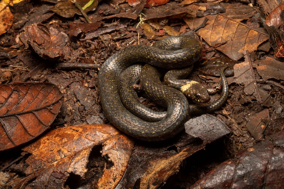 Compsophis vinckei im Makira Naturpark