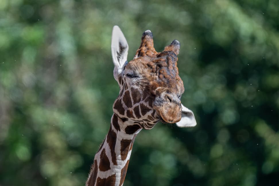 Nahaufnahme vom Kopf des Giraffenbullen Obi