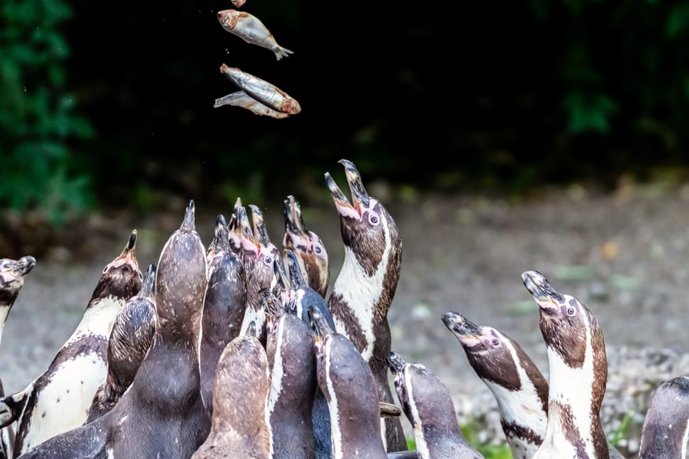 Foto: Zoo Zürich, Marcel Krauss Humboldtpinguine im Zoo Zürich.