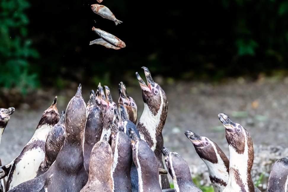 Humboldtpinguine im Zoo Zürich.