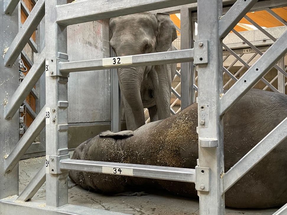 Foto: Zoo Zürich, Nicole Schnyder Mutter Indi nimmt Abschied von Ihrer Tochter Omysha im Hintergrund des Kaeng Krachan Elefantenparks im Zoo Zürich.