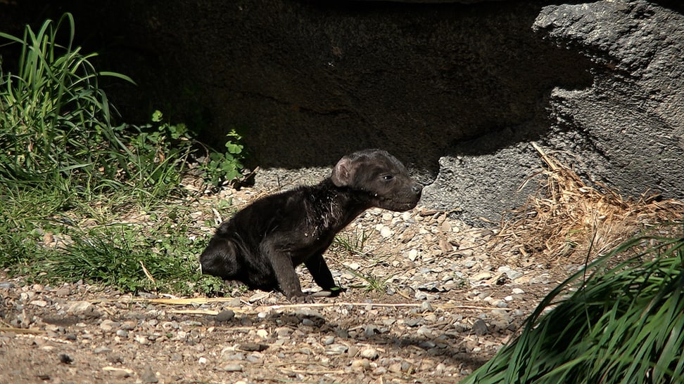 Foto: Zoo Zürich, Nicole Schnyder Tüpfelhyänen-Nachwuchs im Zoo Zürich.