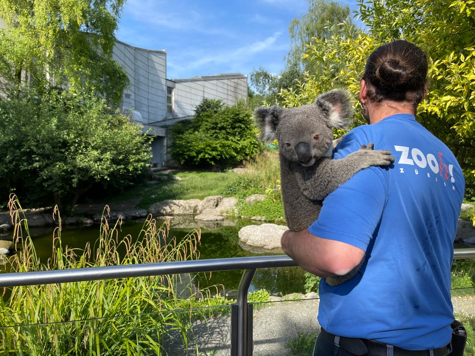Tierpfleger Philipp Lederle macht einen Spaziergang durch den Zoo mit Koala Uki.