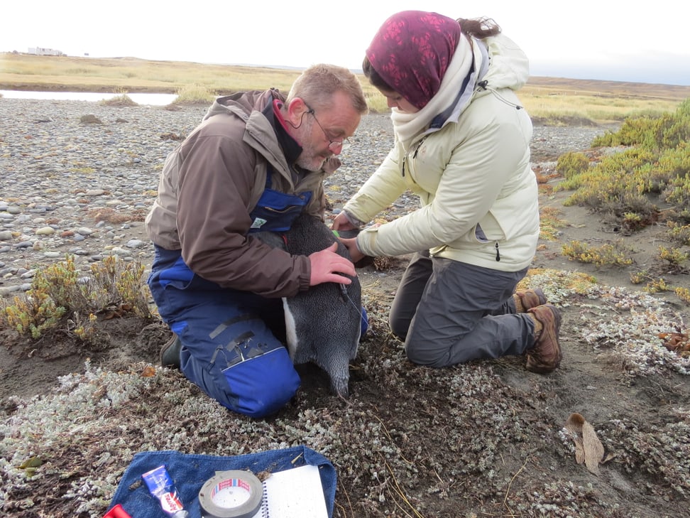 Dr. Klemens Pütz (wissenschaftlicher Direktor Antarctic Research Trust ART) besendert einen Königspinguin auf Feuerland mit einem Datenlogger.