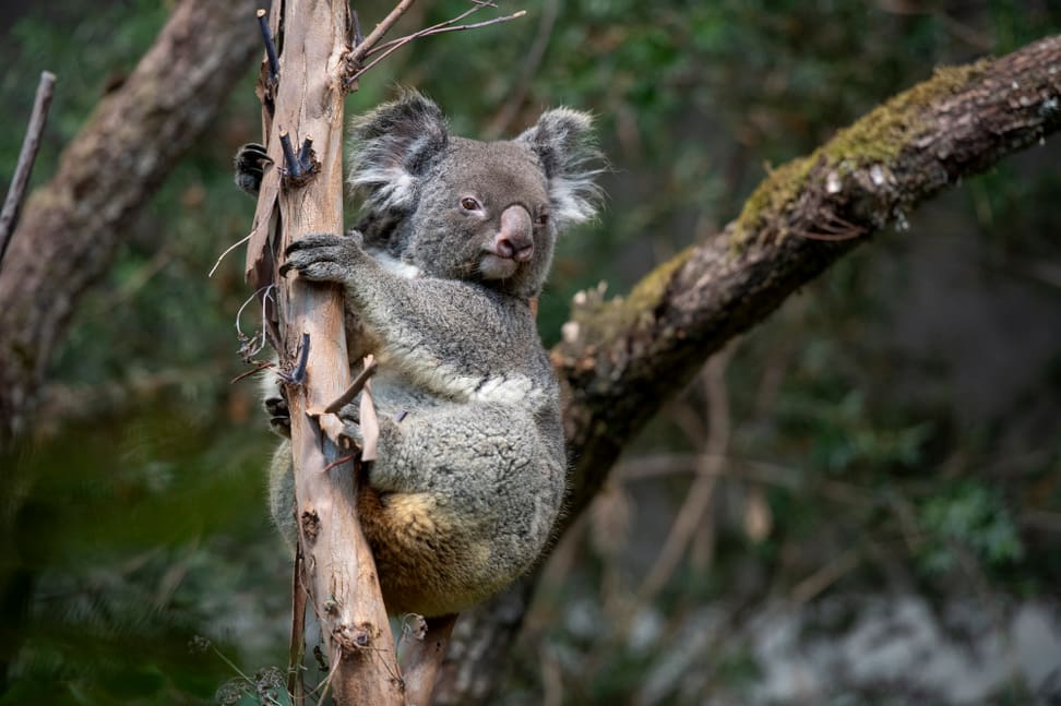 Koala-Weibchen Maisy