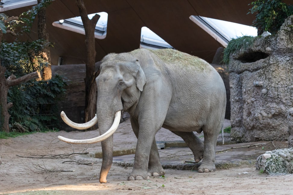 Foto: Zoo Zürich, Enzo Franchini Asiatischer Elefant Maxi im Kaeng Krachan Elefantenpark des Zoo Zürich.