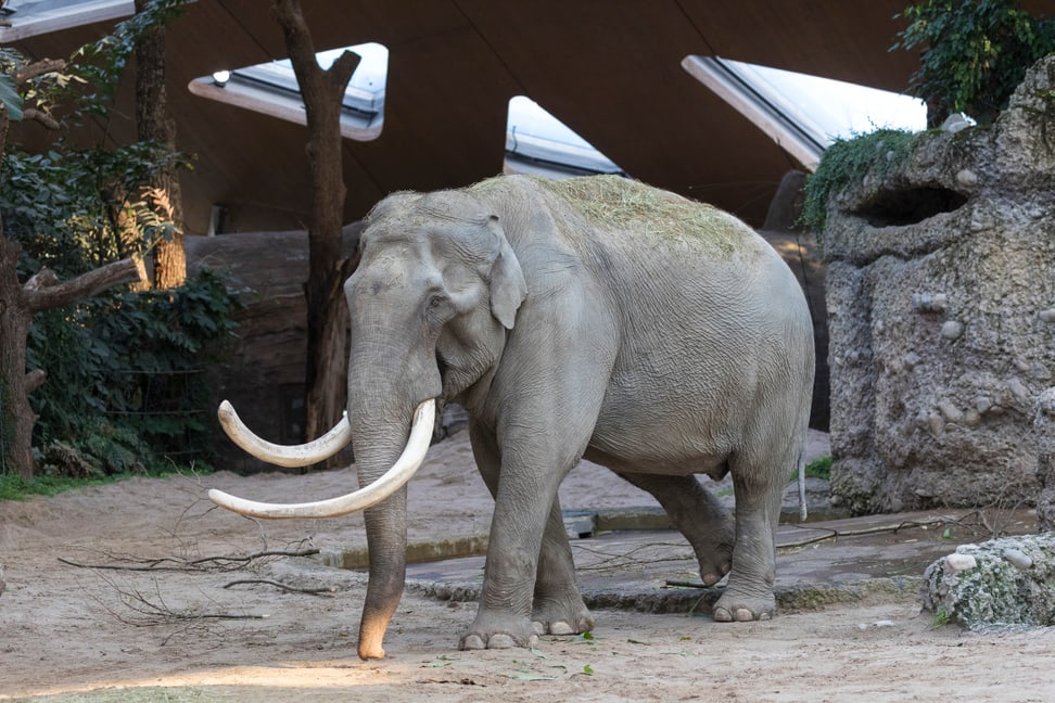 Asiatischer Elefant Maxi im Kaeng Krachan Elefantenpark des Zoo Zürich.