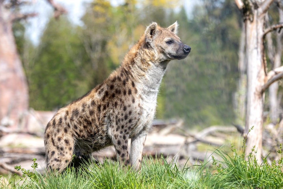 Tüpfelhyäne Tesi in der Lewa Savanne des Zoo Zürich.