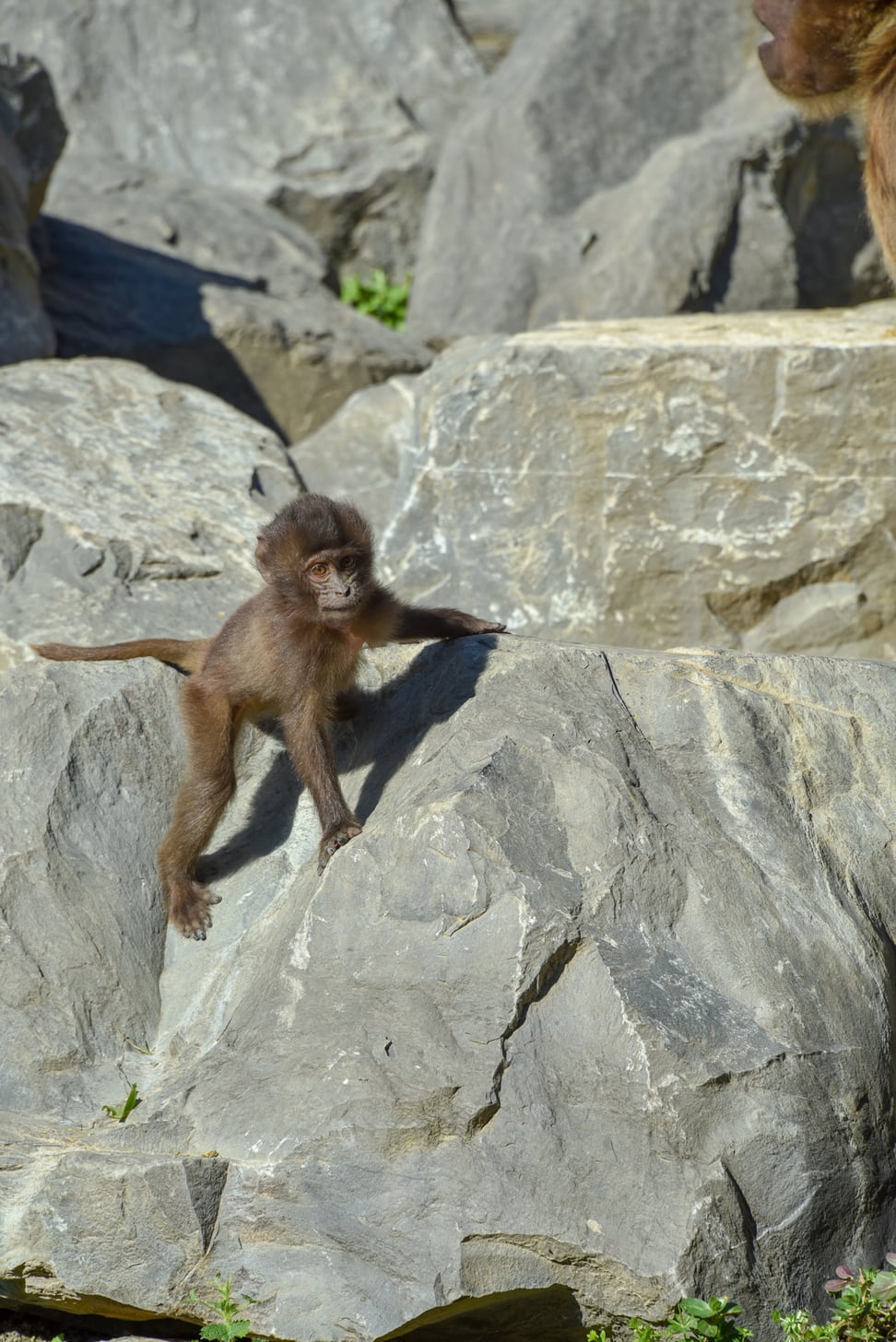 Junger Dschelada im Zoo Zürich.