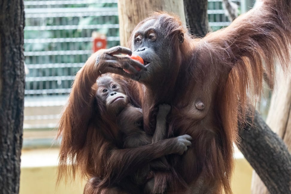 Sumatra-Orang-Utan Cahaya mit Jungtieren Riang und Utu im Zoo Zürich.