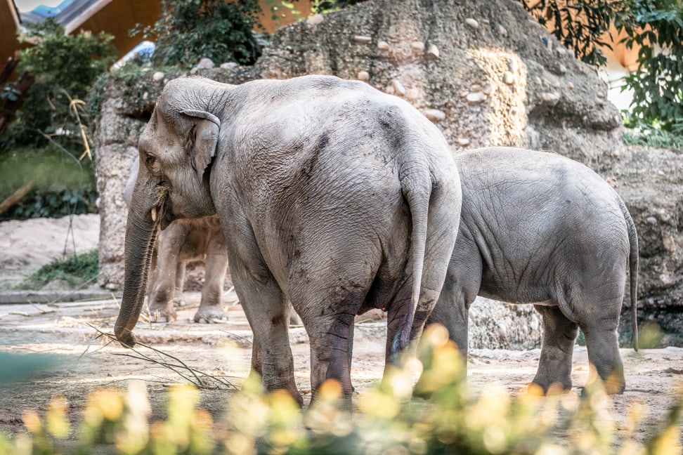 Asiatischer Elefant Farha im Kaeng Krachan Elefantenpark des Zoo Zürich.