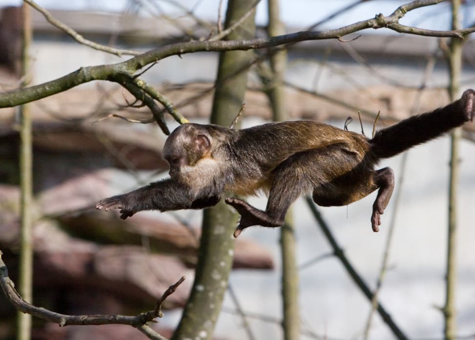 Gelbbrustkapuziner im Sprung im Zoo Zürich.