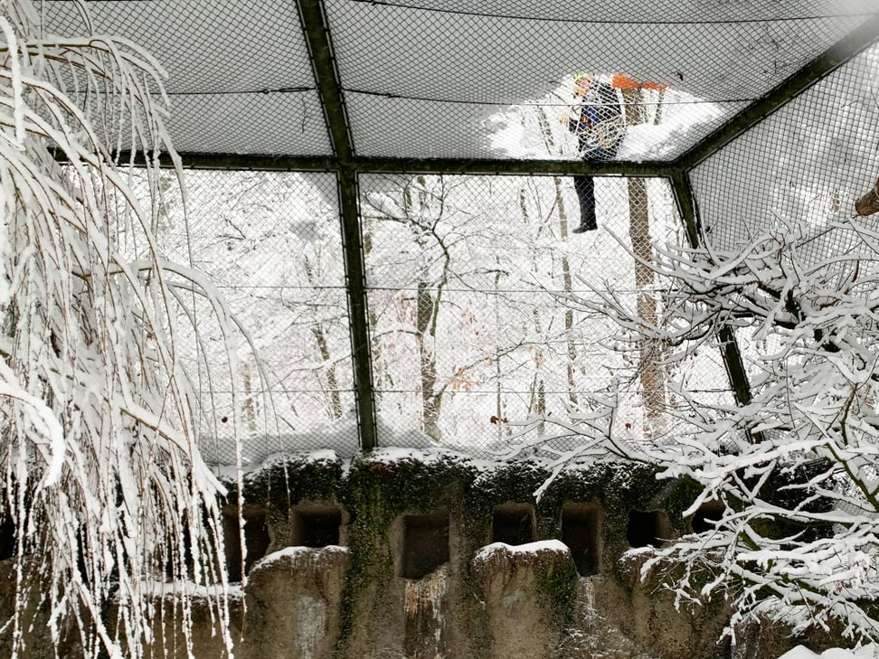 Foto: Zoo Zürich, Jochen Lengger Freischaufelnd der Waldrapp-Voliere. 15.1.2021.