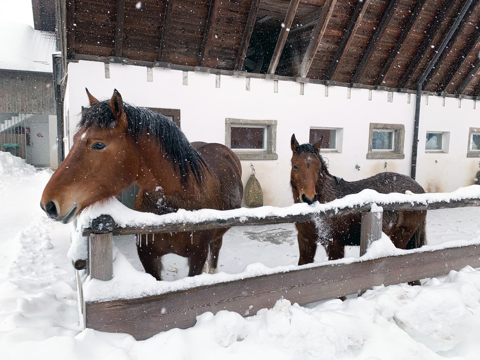 Burgdorferpferde im Zoolino am 15.1.2021.