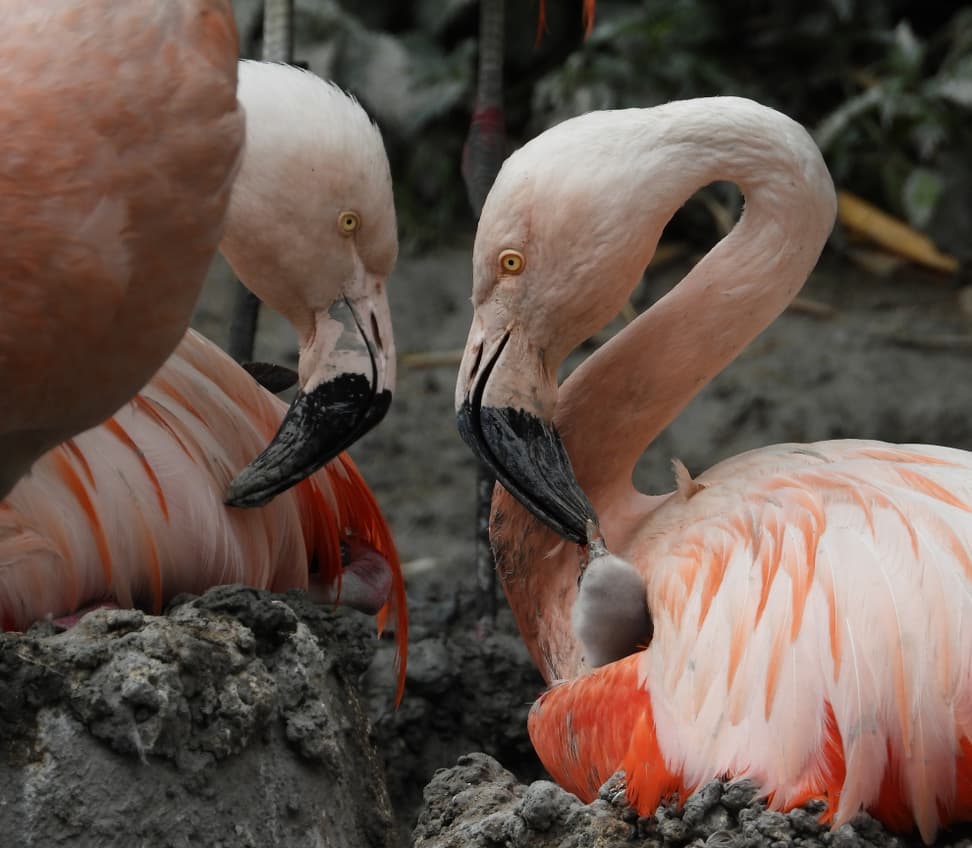 Flamingo-Eltern mit ihrem Jungtier. 