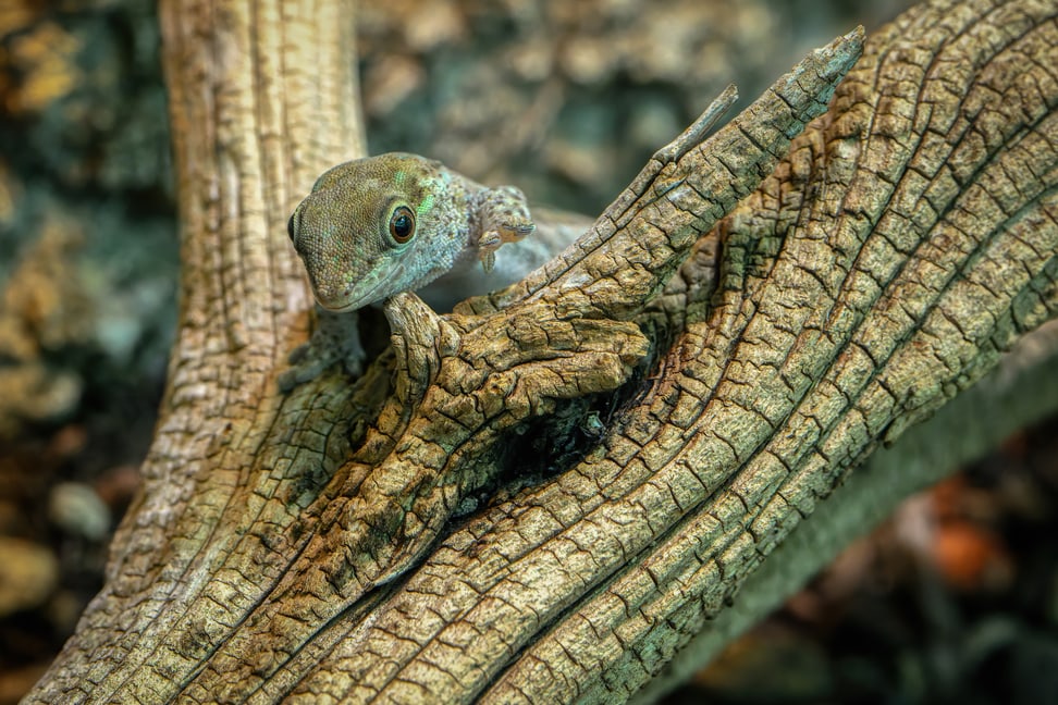 Kurzkopf-Taggecko im Zoo Zürich.