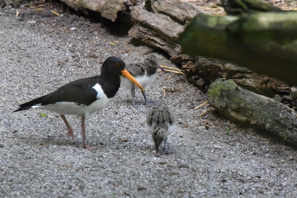 Austernfischer, Foto: Zoo Zürich, Robert Zingg Austernfischer mit Jungtieren