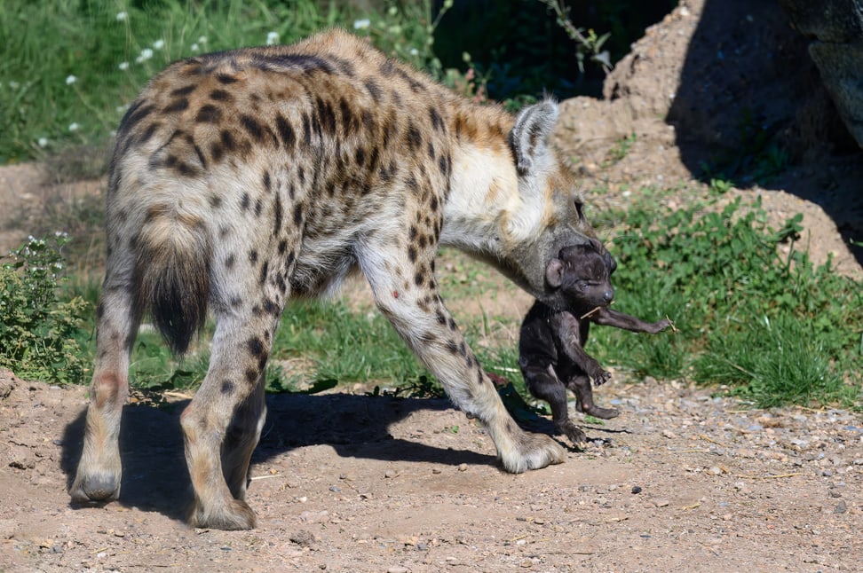 Foto: Zoo Zürich, Fabio Süess Tüpfelhyäne Tesi mit ihrem Jungtier.