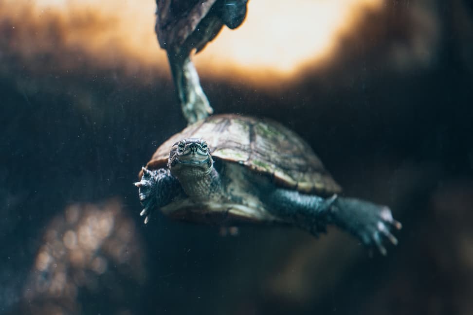 Annam-Bachschildkröte im Zoo Zürich.