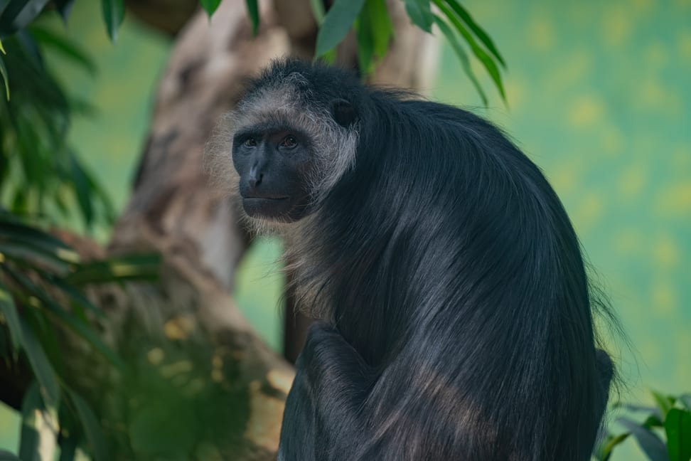 Bärenstummelaffe im Zoo Zürich