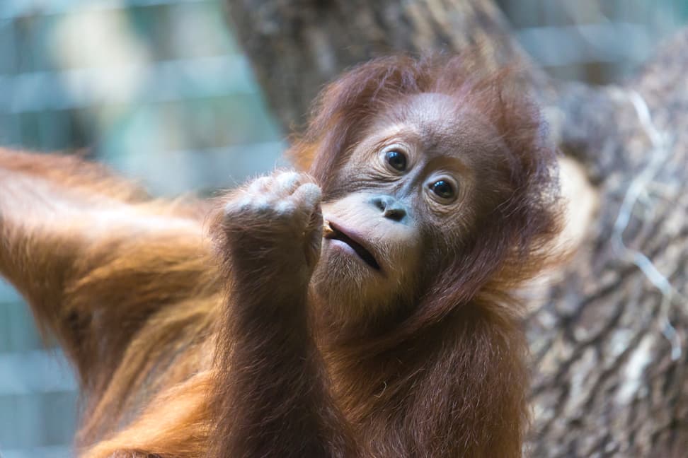 Sumatra-Orang-Utan Mimpi im Zoo Zürich.