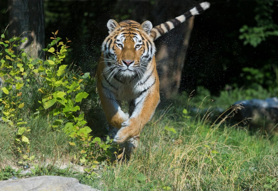 Amurtiger im Zoo Zürich.