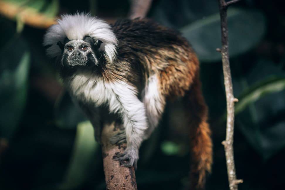 Liszt-Affe im Zoo Zürich.