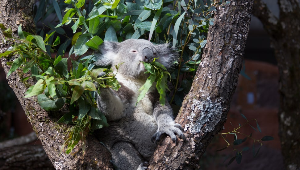 Koala beim Eukalyptus Fressen im Zoo Zürich.