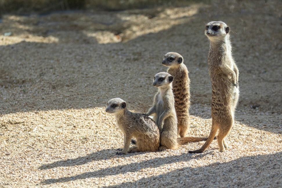 Erdmännchen in der Lewa Savanne des Zoo Zürich.