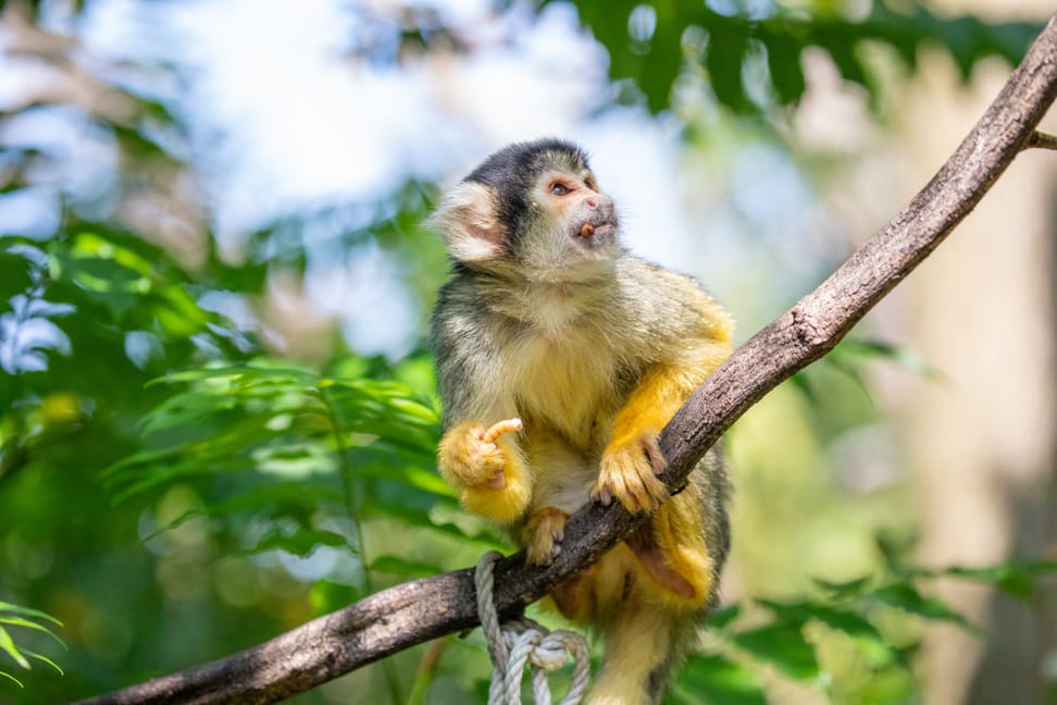 Foto: Zoo Zürich, Albert Schmidmeister Totenkopfäffchen im Pantanal des Zoo Zürich.