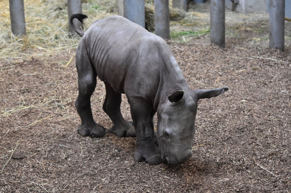 Breitmaulnashorn Ushindi im Zoo Zürich.