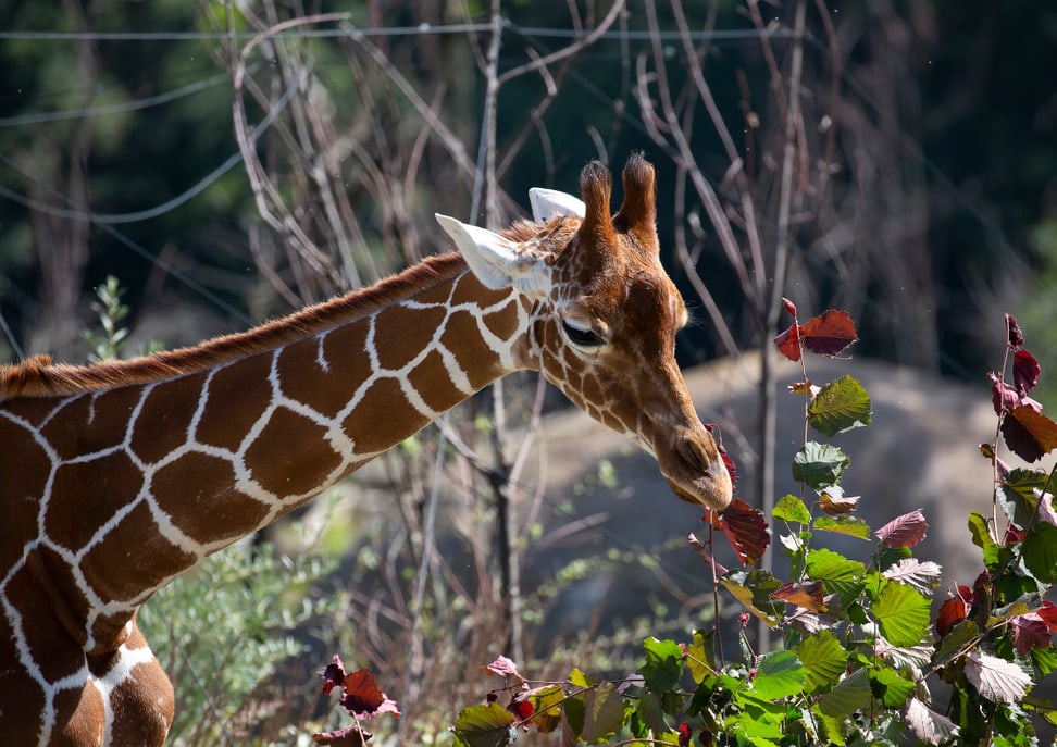 Foto: Zoo Zürich, Peter Bolliger Netzgiraffe Irma in der Lewa Savanne des Zoo Zürich.