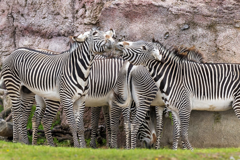 Grevyzebras in der Lewa Savanne des Zoo Zürich.